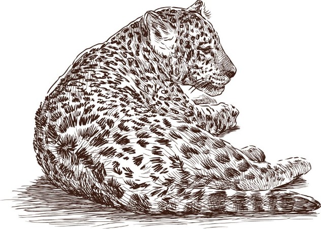 Bild på Leopard cub