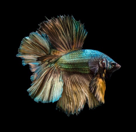 Afbeeldingen van Capture the moving moment of golden copper siamese fighting fish