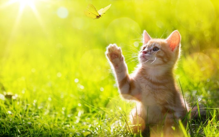 Image de Art Young cat kitten hunting a ladybug with Back Lit