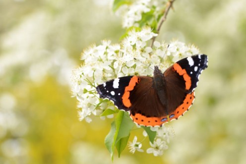 Picture of Schmetterling 123