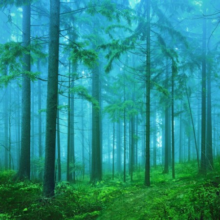 Immagine di Dreamy green and blue colored foggy fairytale autumn season forest landscape background