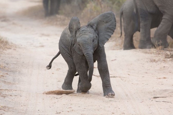 Picture of Young elephant play on a road and family feed nearby