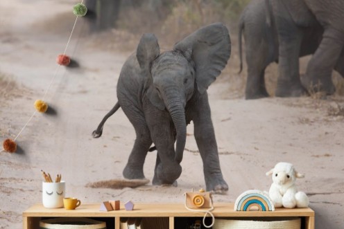 Picture of Young elephant play on a road and family feed nearby