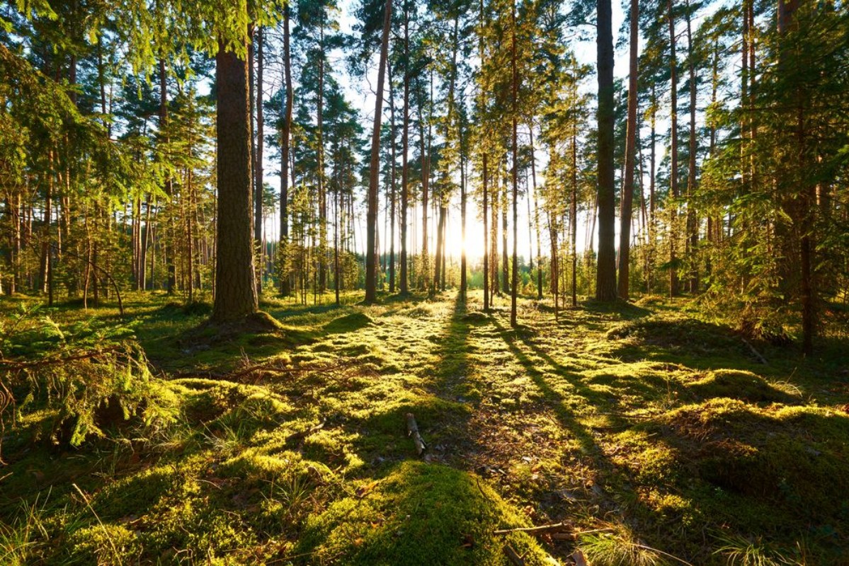 Image de Sunrise in pine forest