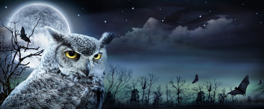 Afbeeldingen van Halloween Scene With Owl And Full Moon