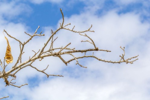 Picture of Branche de bois noir sur fond de ciel nuageux 