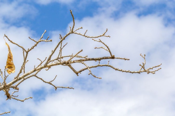 Picture of Branche de bois noir sur fond de ciel nuageux 