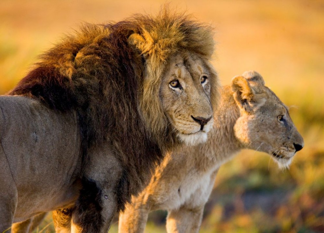 Afbeeldingen van Lion and lioness in the savannah Zambia