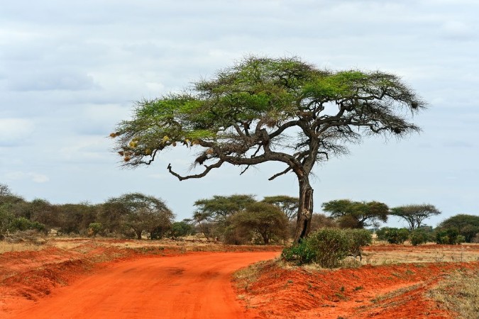 Bild på Tree in savannah