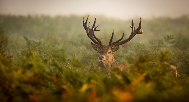 Picture of Red deer stag looking at the camera