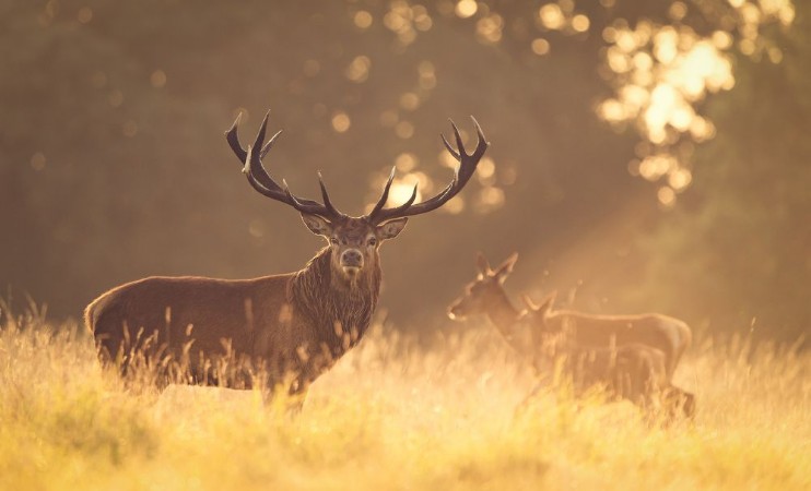Afbeeldingen van Red deer stag in the golden morning light