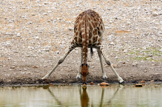 Afbeeldingen van Giraffe while drinking