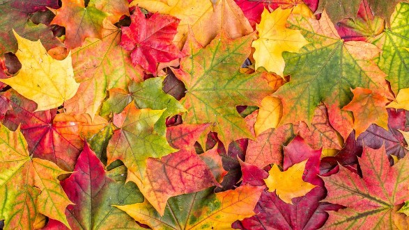 Bild på Colorful autumn leaves
