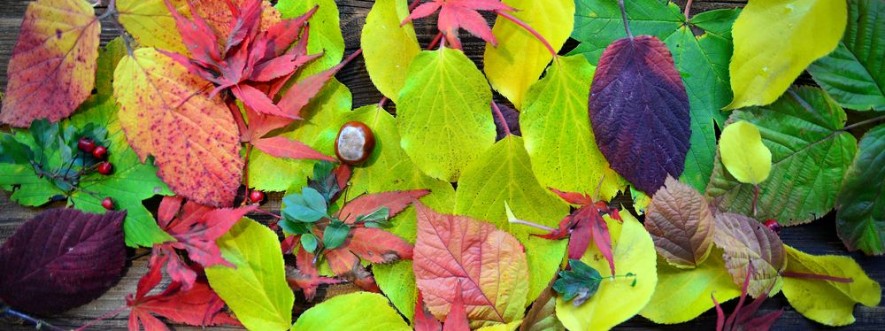 Afbeeldingen van Herbst Hintergrund