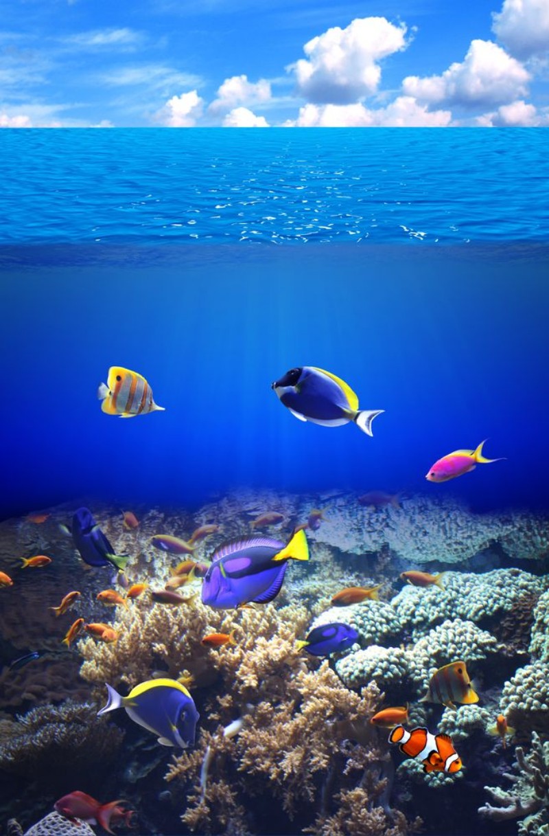Picture of Underwater scene with tropical fish
