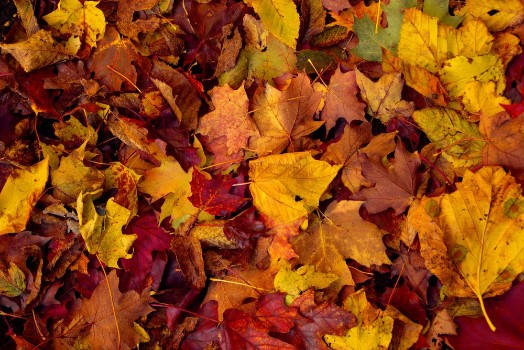 Bild på Fall colors 