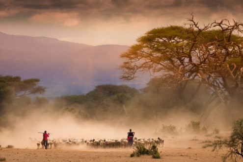 Afbeeldingen van Masai shepherds with herd og goats
