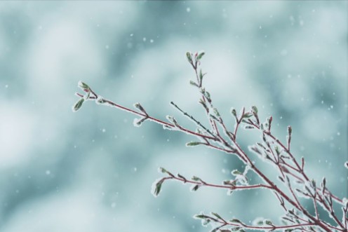 Picture of A late spring snow storm on a Coral Bark Japanese Maple tree branch