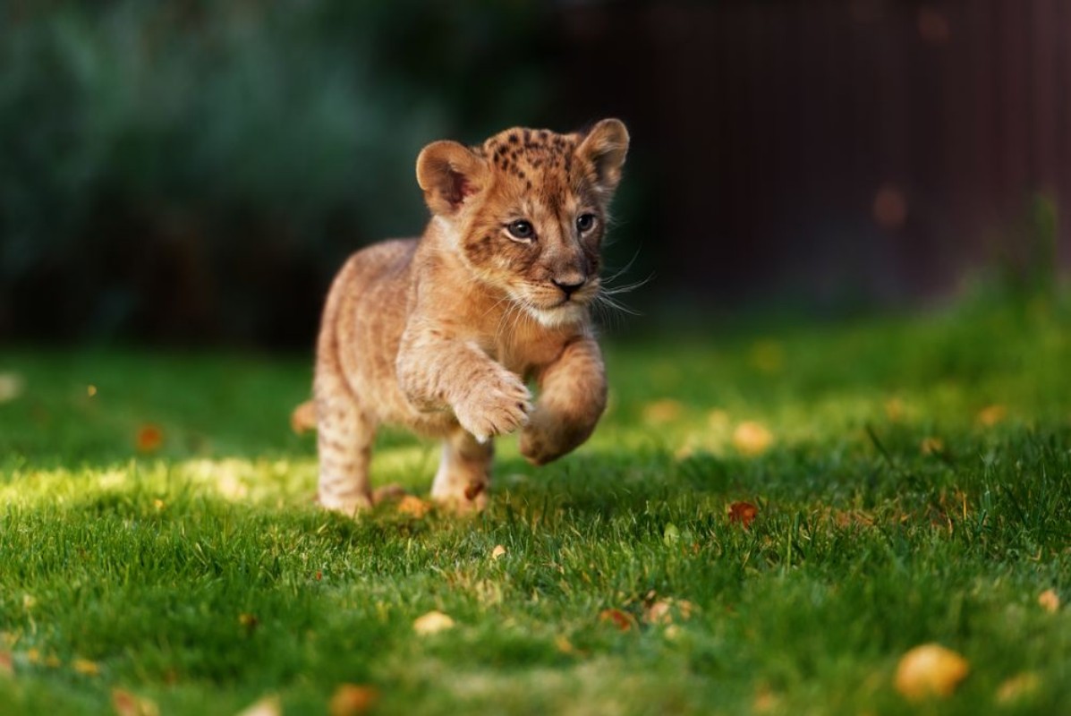 Afbeeldingen van Young lion cub in the wild