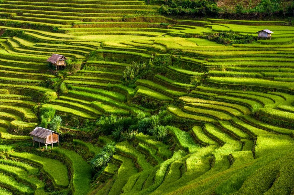Afbeeldingen van Scenic view of terraced rice fields