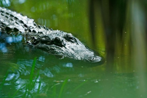 Sneaky crocodile photowallpaper Scandiwall