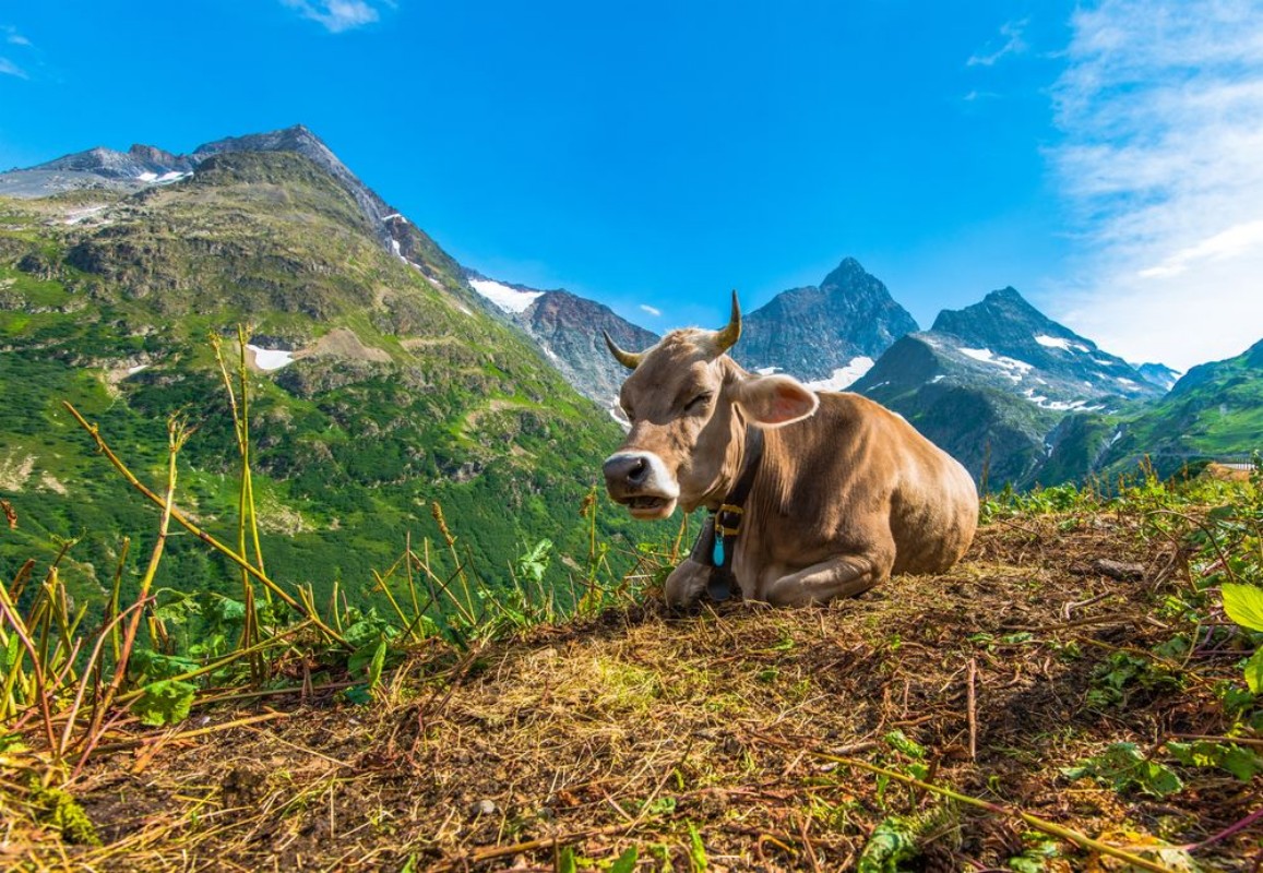 Bild von Alpine Region Cow