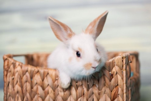 Afbeeldingen van Curious baby bunny gazing from a basket