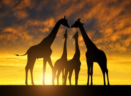 Afbeeldingen van Herd of giraffes at sunset 