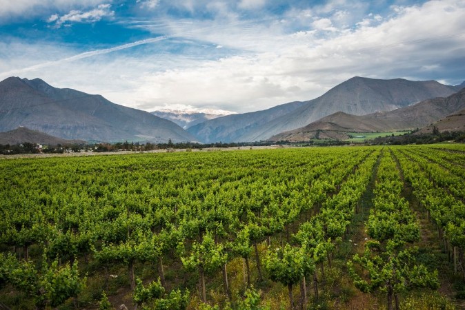Bild på Spring Vineyard Elqui Valley Andes Chile