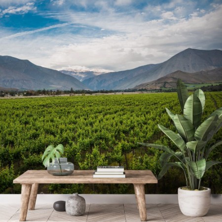 Picture of Spring Vineyard Elqui Valley Andes Chile