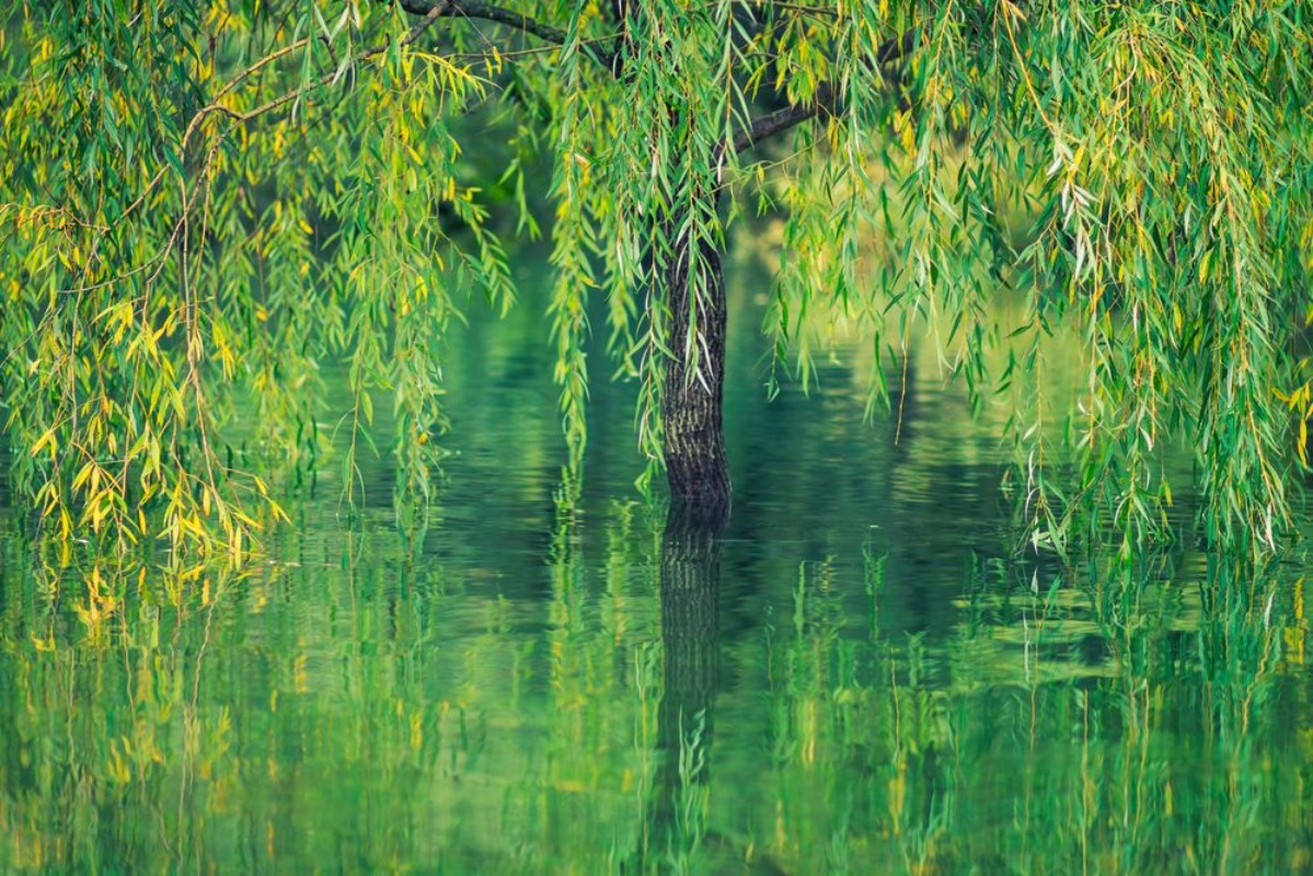 Afbeeldingen van Willow tree in the water with reflection