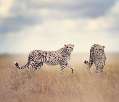 Afbeeldingen van Two Cheetahs Walking
