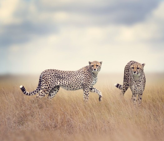 Picture of Two Cheetahs Walking