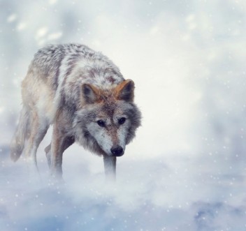 Afbeeldingen van Wolf In Winter Time