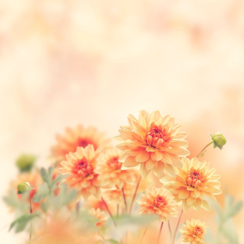 Picture of Dahlia Flowers