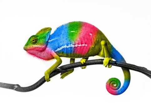 Afbeeldingen van Chameleon - colors
