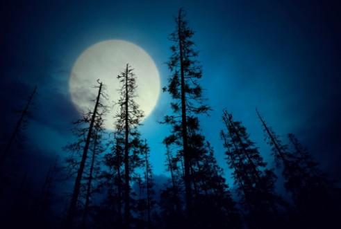 Afbeeldingen van Spooky forest with full moon