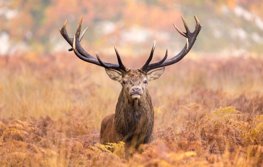 Image de Large red deer stag walking towards the camera