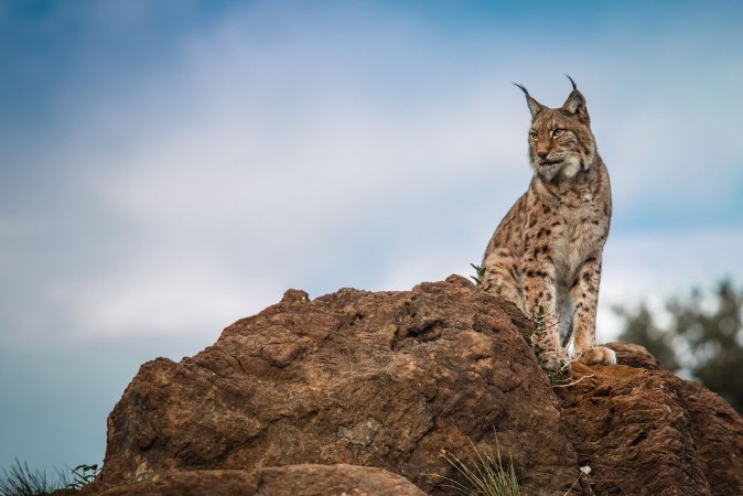 Lynx at liberty photowallpaper Scandiwall