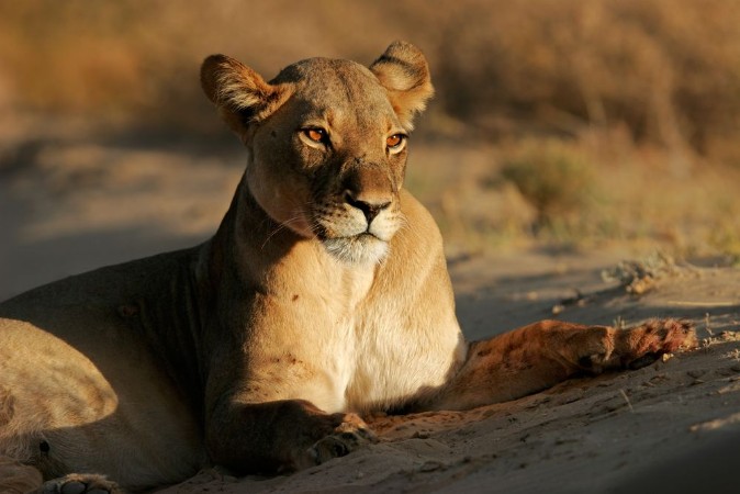 Afbeeldingen van A lioness Panthera leo lying down in early morning light Kalahari desert South Africa