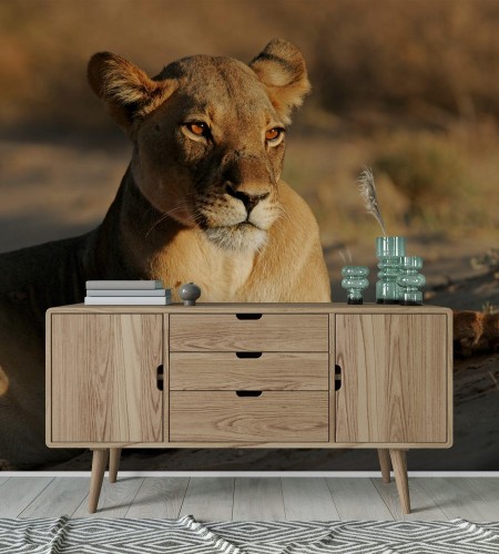 Picture of A lioness Panthera leo lying down in early morning light Kalahari desert South Africa