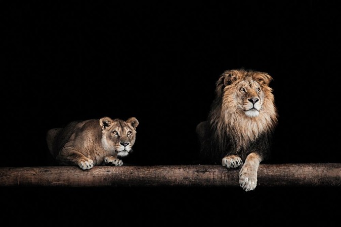 Bild på Lion and lioness Portrait of a Beautiful lions lions in the da