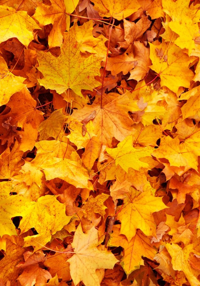 Afbeeldingen van Fallen Maple Leaves