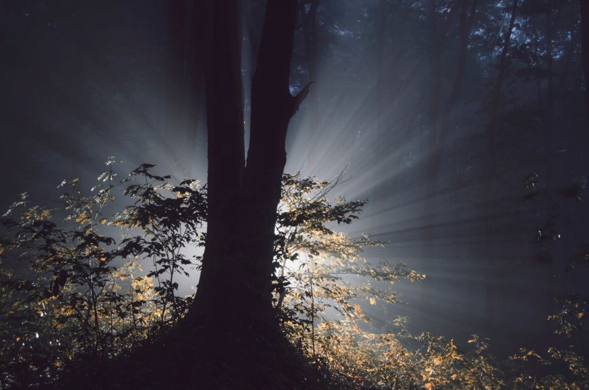 Bild på Magical light rays in dark forest