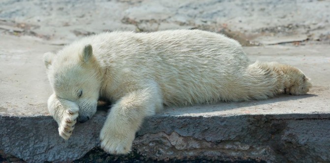 Picture of Sweet dreams of a polar bear cub The cute and cuddly animal baby which is going to be the most dangerous and biggest beast of the world Careless childhood of a live plush teddy
