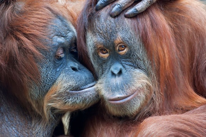 Picture of Wild tenderness among orangutan Mothers kissing her adult daughter
