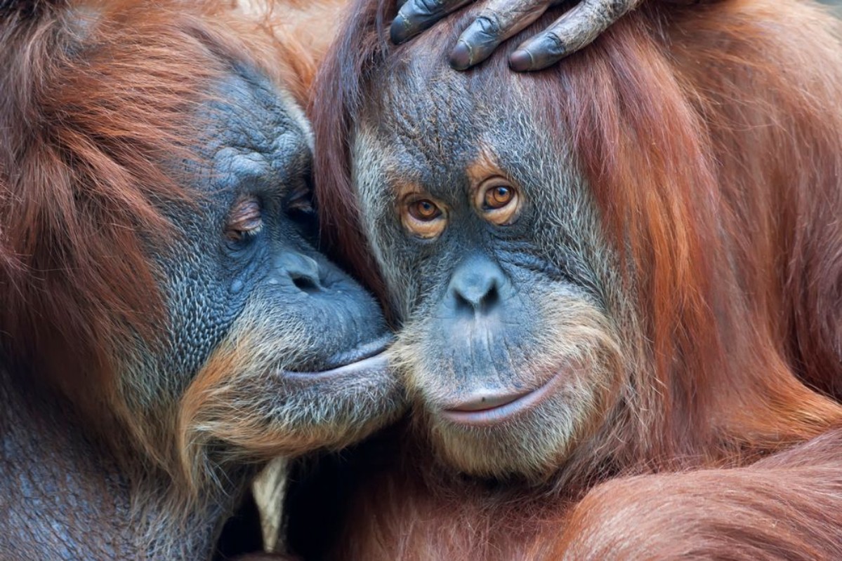Bild på Wild tenderness among orangutan Mothers kissing her adult daughter