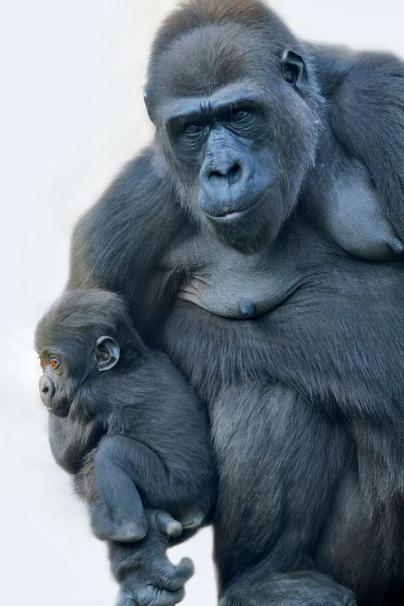 Afbeeldingen van A gorilla mother with her baby hanging on her arm