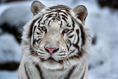 Afbeeldingen van Glamour portrait of a young white bengal tiger