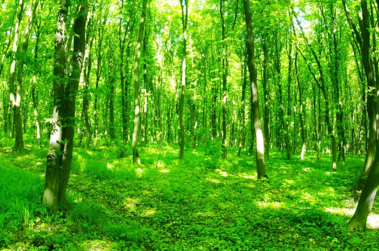 Bild på Beautiful green forest